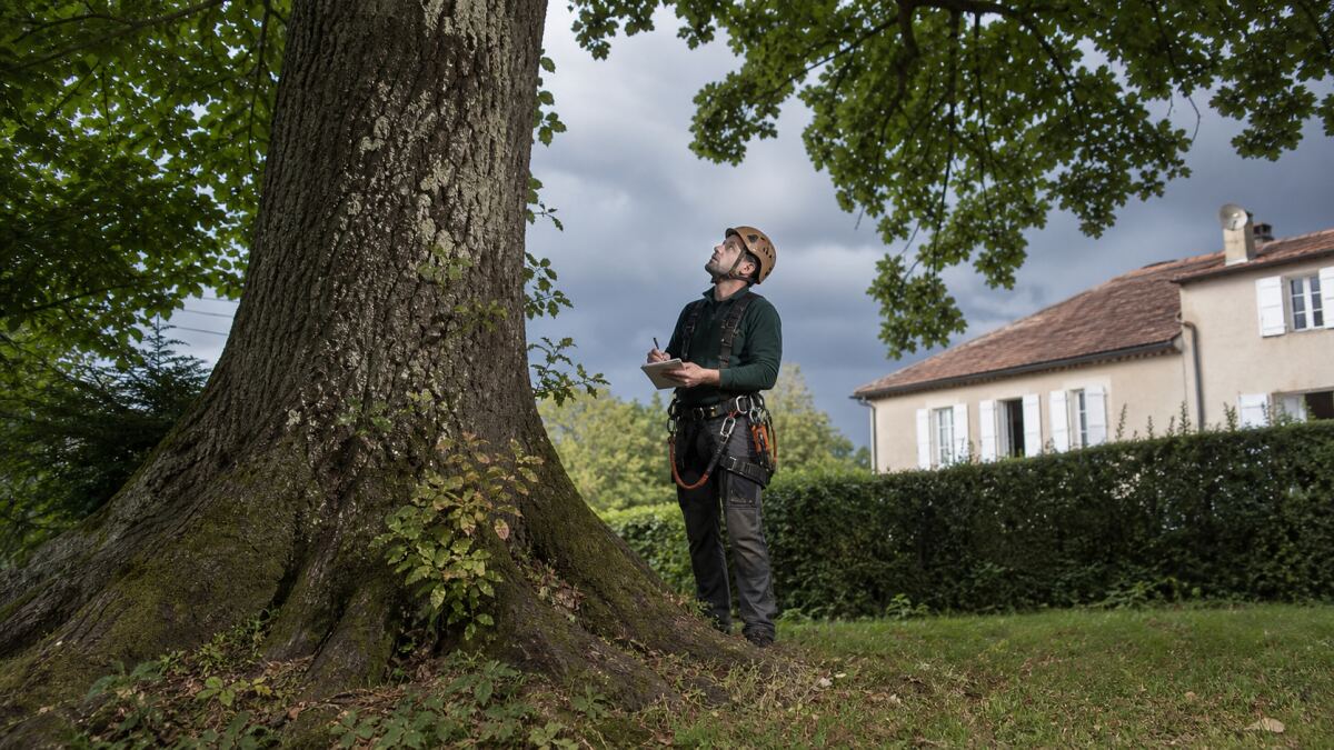Arbre menaçant une maison : évaluer le risque