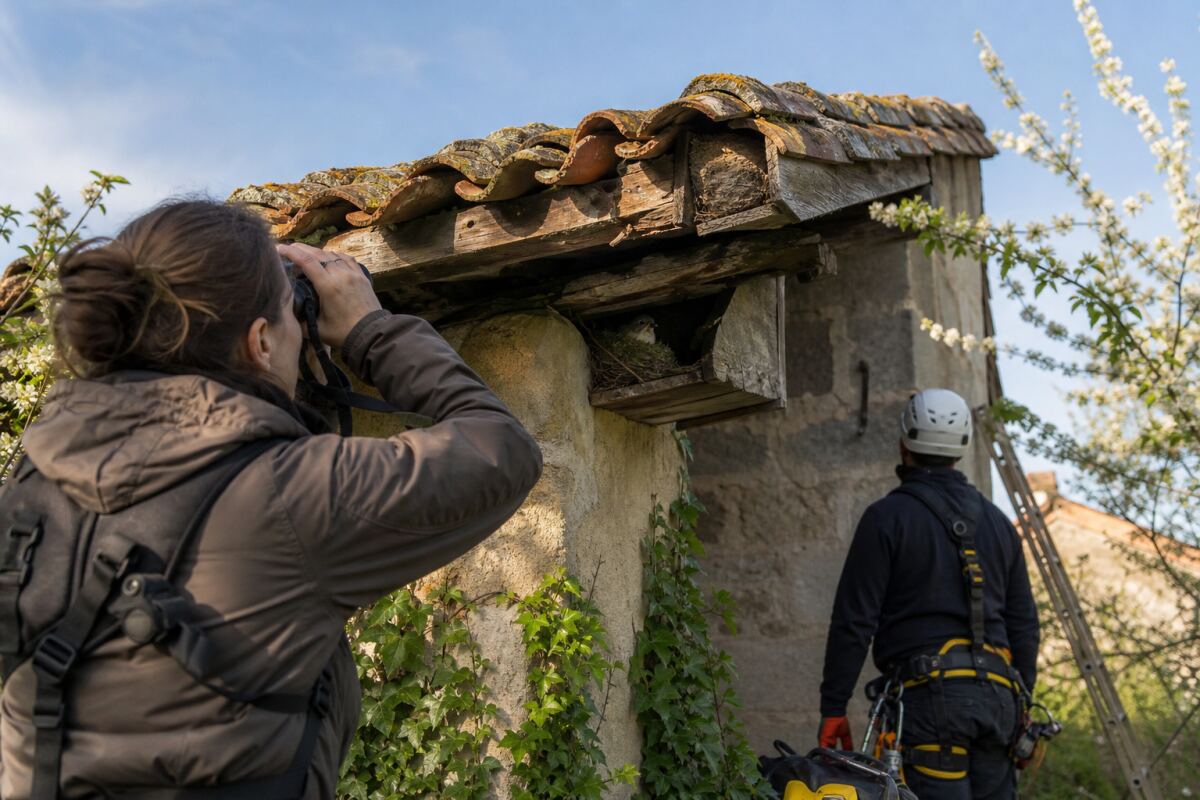 Nids sous toiture avant travaux 