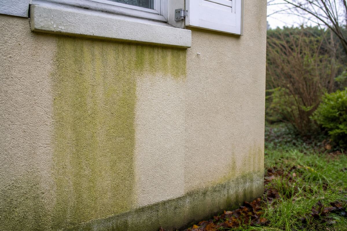 Algues vertes sur façade nord : nettoyer sans dégrader l’enduit