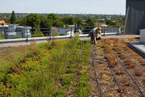 Toiture végétalisée et sécheresse : substrat, irrigation de secours et espèces